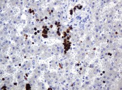 Invitrogen HEMGN Monoclonal Antibody (OTI2D7) 100 &mu;L; Unconjugated:Antibodies,