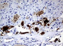 Invitrogen WFDC2 Monoclonal Antibody (OTI2A7) 100 &mu;L; Unconjugated:Antibodies,