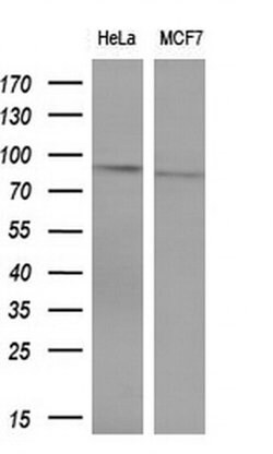 Invitrogen POLI Monoclonal Antibody (OTI1C8) 100 &mu;L | Buy Online | Invitrogen&trade; | Fisher Scientific