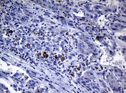 Invitrogen POLI Monoclonal Antibody (OTI1B9) 100 &mu;L; Unconjugated:Antibodies,