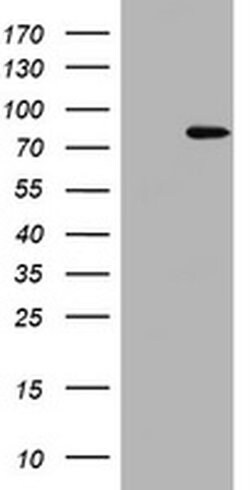 Invitrogen POLI Monoclonal Antibody (OTI1B9) 100 &mu;L; Unconjugated:Antibodies,