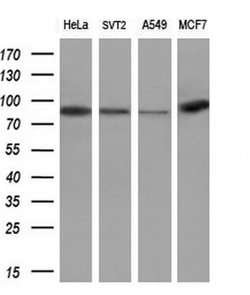 Invitrogen POLI Monoclonal Antibody (OTI1B9) 100 &mu;L; Unconjugated:Antibodies,