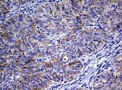 Invitrogen POLI Monoclonal Antibody (OTI3B5) 100 &mu;L; Unconjugated:Antibodies,