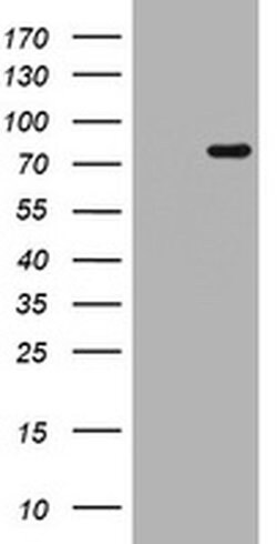 Invitrogen POLI Monoclonal Antibody (OTI3B5) 100 &mu;L; Unconjugated:Antibodies,