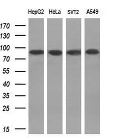 Invitrogen POLI Monoclonal Antibody (OTI3B5) 100 &mu;L; Unconjugated:Antibodies,