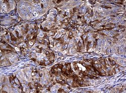 Invitrogen RASGRP3 Monoclonal Antibody (OTI2C11) 100 &mu;L; Unconjugated:Antibodies,