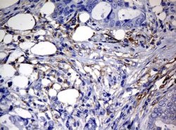 Invitrogen RASGRP3 Monoclonal Antibody (OTI2C11) 100 &mu;L; Unconjugated:Antibodies,