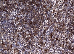 Invitrogen RASGRP3 Monoclonal Antibody (OTI2C11) 100 &mu;L; Unconjugated:Antibodies,