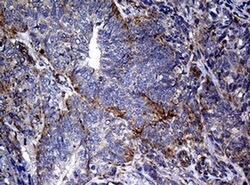 Invitrogen RASGRP3 Monoclonal Antibody (OTI2C11) 100 &mu;L; Unconjugated:Antibodies,