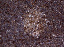 Invitrogen RASGRP3 Monoclonal Antibody (OTI2C11) 100 &mu;L; Unconjugated:Antibodies,