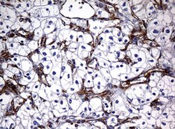 Invitrogen RASGRP3 Monoclonal Antibody (OTI2C11) 100 &mu;L; Unconjugated:Antibodies,