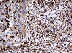 Invitrogen RASGRP3 Monoclonal Antibody (OTI2C11) 100 &mu;L; Unconjugated:Antibodies,