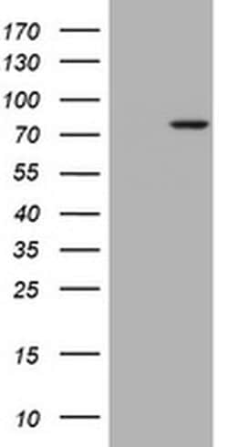 Invitrogen RASGRP3 Monoclonal Antibody (OTI2C11) 100 &mu;L; Unconjugated:Antibodies,