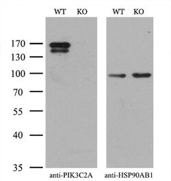 Invitrogen PIK3C2A Monoclonal Antibody (OTI2C2) 100 &mu;L | Buy Online | Invitrogen&trade; | Fisher Scientific