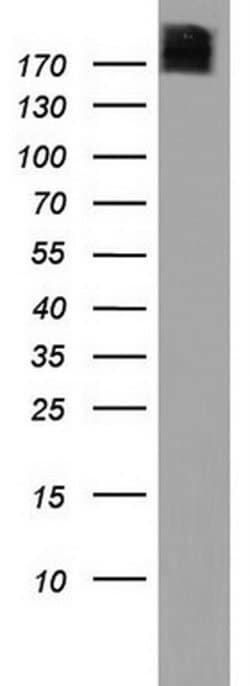 Invitrogen PIK3C2A Monoclonal Antibody (OTI3D9) 100 &mu;L; Unconjugated:Antibodies,