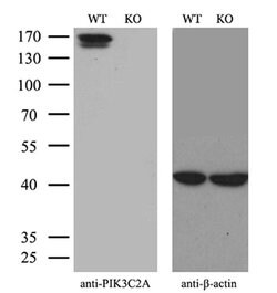 Invitrogen PIK3C2A Monoclonal Antibody (OTI3D9) 100 &mu;L; Unconjugated:Antibodies,
