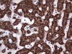 Invitrogen PIK3CD Monoclonal Antibody (OTI6A12) 100 &mu;L; Unconjugated:Antibodies,