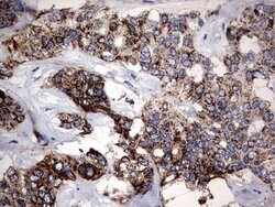 Invitrogen PIK3CD Monoclonal Antibody (OTI6A12) 100 &mu;L; Unconjugated:Antibodies,