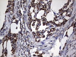 Invitrogen PIK3CD Monoclonal Antibody (OTI6A12) 100 &mu;L; Unconjugated:Antibodies,