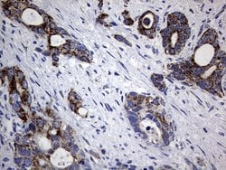 Invitrogen PIK3CD Monoclonal Antibody (OTI6A12) 100 &mu;L; Unconjugated:Antibodies,