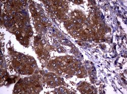 Invitrogen VSNL1 Monoclonal Antibody (OTI1F7) 100 &mu;L; Unconjugated:Antibodies,