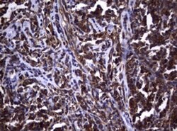 Invitrogen VSNL1 Monoclonal Antibody (OTI1F7) 100 &mu;L; Unconjugated:Antibodies,