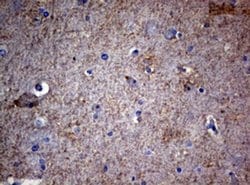 Invitrogen VSNL1 Monoclonal Antibody (OTI4A6) 100 &mu;L; Unconjugated:Antibodies,