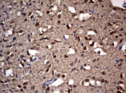 Invitrogen VSNL1 Monoclonal Antibody (OTI4A6) 100 &mu;L; Unconjugated:Antibodies,