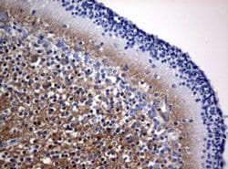 Invitrogen VSNL1 Monoclonal Antibody (OTI4A6) 100 &mu;L; Unconjugated:Antibodies,