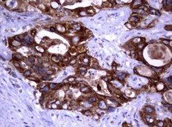 Invitrogen PIK3CD Monoclonal Antibody (OTI2D9) 100 &mu;L; Unconjugated:Antibodies,