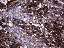 Invitrogen PIK3CD Monoclonal Antibody (OTI2D9) 100 &mu;L; Unconjugated:Antibodies,