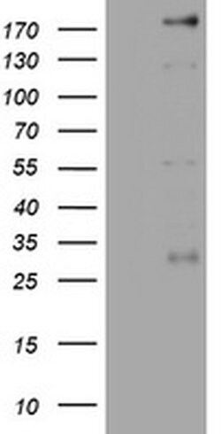 Invitrogen PEG3 Monoclonal Antibody (OTI1E10) 100 &mu;L | Buy Online | Invitrogen&trade; | Fisher Scientific