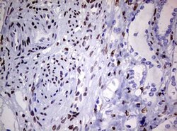 Invitrogen ZEB2 Monoclonal Antibody (OTI1E12) 100 &mu;L; Unconjugated:Antibodies,