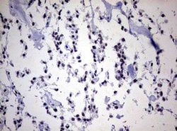 Invitrogen ZEB2 Monoclonal Antibody (OTI1E12) 100 &mu;L; Unconjugated:Antibodies,