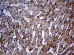 Invitrogen OXSM Monoclonal Antibody (OTI3A4) 100 &mu;L; Unconjugated:Antibodies,