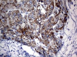 Invitrogen OXSM Monoclonal Antibody (OTI3A4) 100 &mu;L; Unconjugated:Antibodies,