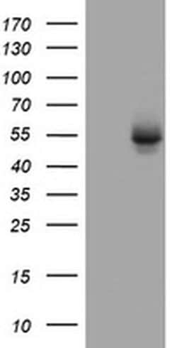 Invitrogen OXSM Monoclonal Antibody (OTI3A4) 100 &mu;L; Unconjugated:Antibodies,