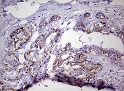 Invitrogen NDUFS2 Monoclonal Antibody (OTI2G2) 100 &mu;L; Unconjugated:Antibodies,