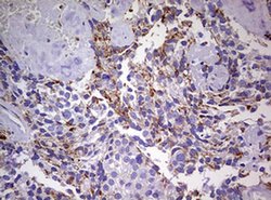 Invitrogen NDUFS2 Monoclonal Antibody (OTI2G2) 100 &mu;L; Unconjugated:Antibodies,
