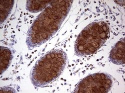 Invitrogen NDUFS2 Monoclonal Antibody (OTI2G2) 100 &mu;L; Unconjugated:Antibodies,