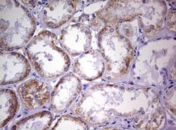 Invitrogen NDUFS2 Monoclonal Antibody (OTI2G2) 100 &mu;L; Unconjugated:Antibodies,