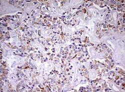 Invitrogen NDUFS2 Monoclonal Antibody (OTI2G2) 100 &mu;L; Unconjugated:Antibodies,