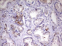 Invitrogen NDUFS2 Monoclonal Antibody (OTI2G2) 100 &mu;L; Unconjugated:Antibodies,