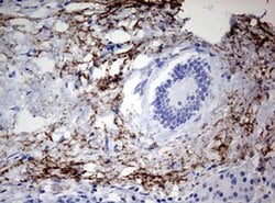 SPATA2L Monoclonal Antibody (OTI3H8):Antibodies, Monoclonal