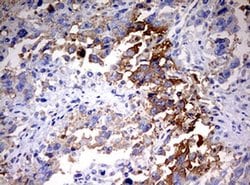 Invitrogen HMBS Monoclonal Antibody (OTI3F4) 100 &mu;L; Unconjugated:Antibodies,