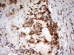 Invitrogen HMBS Monoclonal Antibody (OTI3F4) 100 &mu;L; Unconjugated:Antibodies,