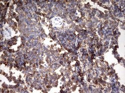 Invitrogen HMBS Monoclonal Antibody (OTI3F4) 100 &mu;L; Unconjugated:Antibodies,
