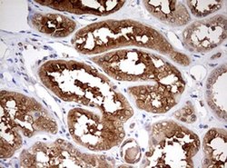 Invitrogen HMBS Monoclonal Antibody (OTI3F4) 100 &mu;L; Unconjugated:Antibodies,