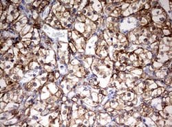 Invitrogen HMBS Monoclonal Antibody (OTI3F4) 100 &mu;L; Unconjugated:Antibodies,