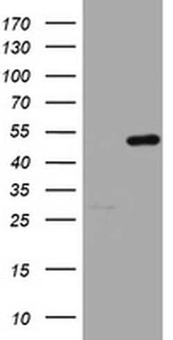Invitrogen HMBS Monoclonal Antibody (OTI3F4) 100 &mu;L; Unconjugated:Antibodies,